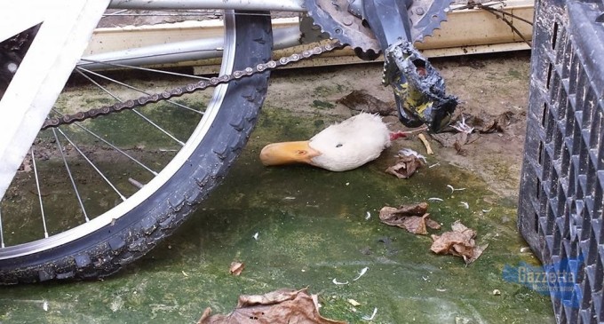 Noto, segnalazione in redazione, decapitata anatra e testa lasciata in giardino