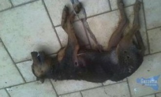 Noto, cane randagio ritrovato morto a colpi d’arma da fuoco