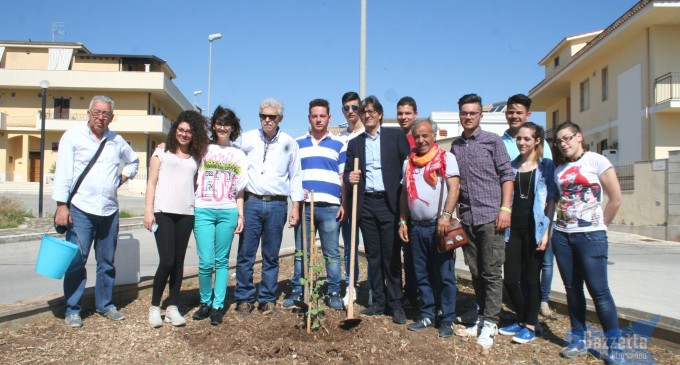 Rosolini, ripiantumato l’albero di carrubo nel parco di viale Errante