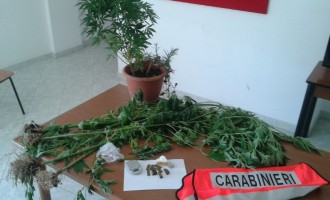 Portopalo, piante di marijuana tra pomodori e ulivi, arrestato 28enne dai Carabinieri