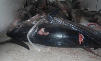 Portopalo, sequestrate cinque tonnellate di tonno rosso pescato illegalmente