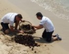 Pachino. La capitaneria di porto sequestra più di mille ricci, pescatori di frodo in fuga