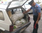 Noto. Tenta di rubare limoni in contrada San Paolo, arrestato 31enne