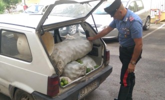 Noto. Tenta di rubare limoni in contrada San Paolo, arrestato 31enne