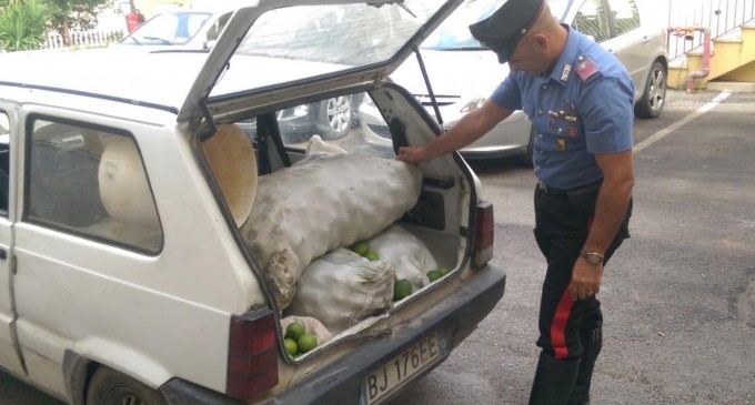 Noto. Tenta di rubare limoni in contrada San Paolo, arrestato 31enne