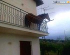 Agrigento. Che ci fa un cavallo sul balcone? Strana storia, tutta vera, da Burgio