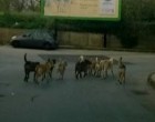 Noto. Branchi di cani randagi si aggirano in via Giantommaso e zone limitrofe