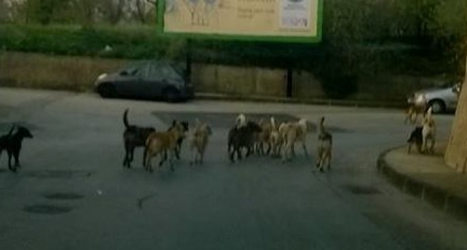 Noto. Branchi di cani randagi si aggirano in via Giantommaso e zone limitrofe