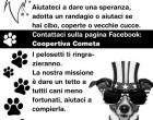 Noto. Lanciata la campagna #savetheangels per l’aiuto e l’adozione dei cani randagi