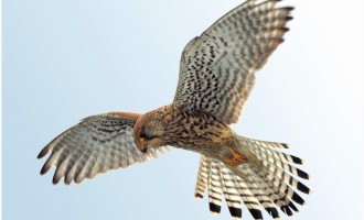 Noto. Arrivano i falchi, obiettivo allontanare gli uccelli dal centro abitato