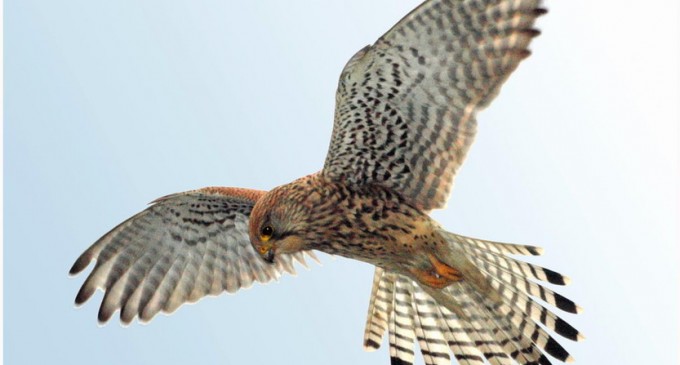 Noto. Arrivano i falchi, obiettivo allontanare gli uccelli dal centro abitato