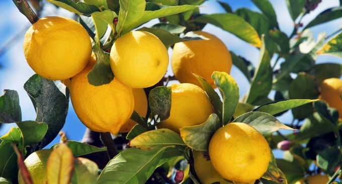 Noto. Furto di 300 kg limoni in contrada Portelli, arrestati tre netini dalla Polizia