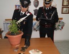 Pachino. Con la droga e una piantina di canapa indiana in casa, arrestato dai Carabinieri